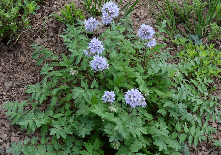 Image de Hydrophyllum occidentale (S. Wats.) A. Gray