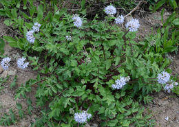 Sivun Hydrophyllum occidentale (S. Wats.) A. Gray kuva