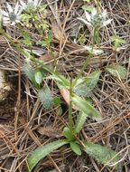 Imagem de <i>Eryngium lemmoni</i>