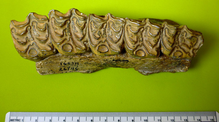 Image of <i>Hipparion gracile</i>