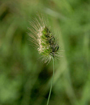 Image of Bristly dogstail grass