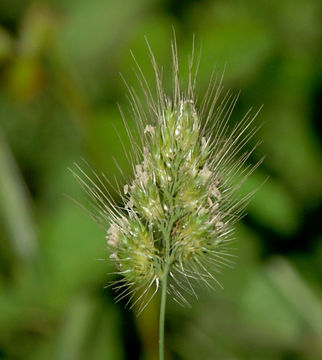 Image of Bristly dogstail grass