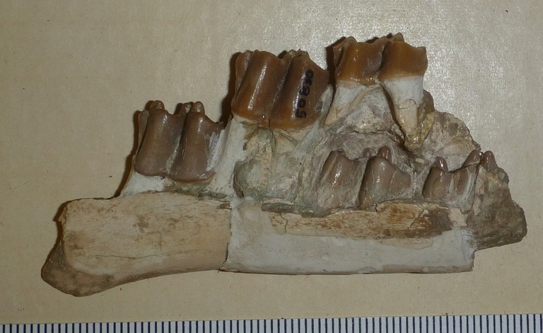 Image de Archaeohippus