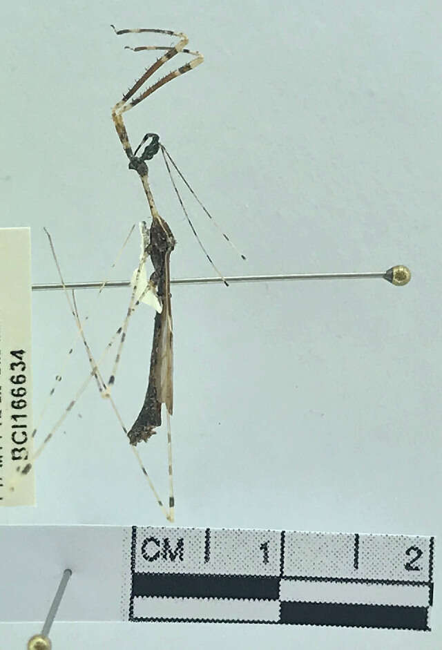 Image of thread-legged bug