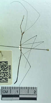 Image of thread-legged bug