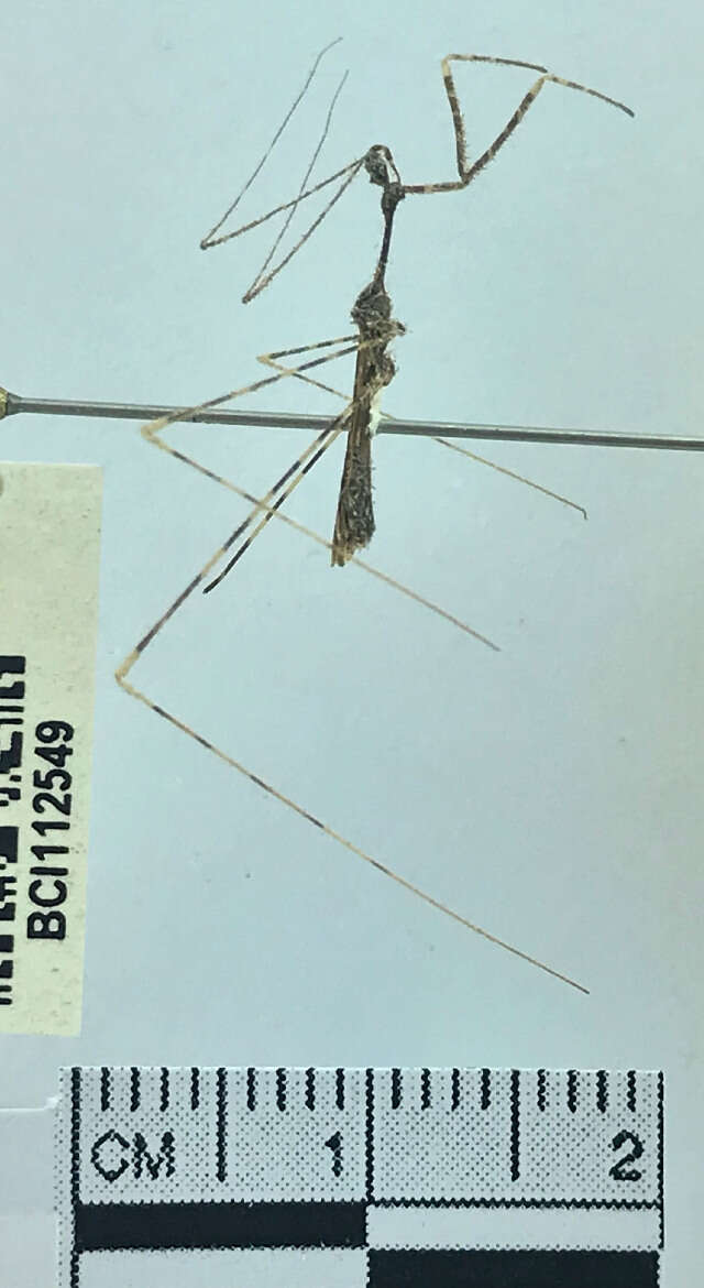 Image of thread-legged bug