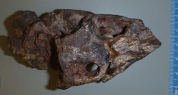 Image of Edentosuchus