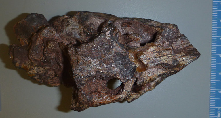 Image of Edentosuchus