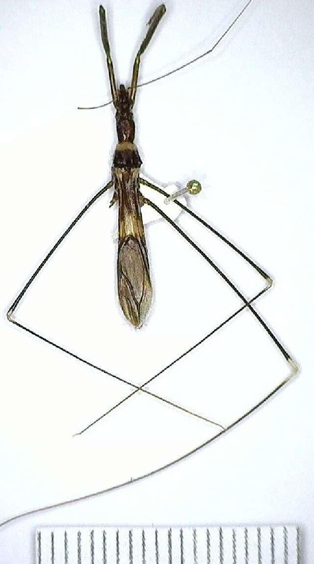 Image of thread-legged bug