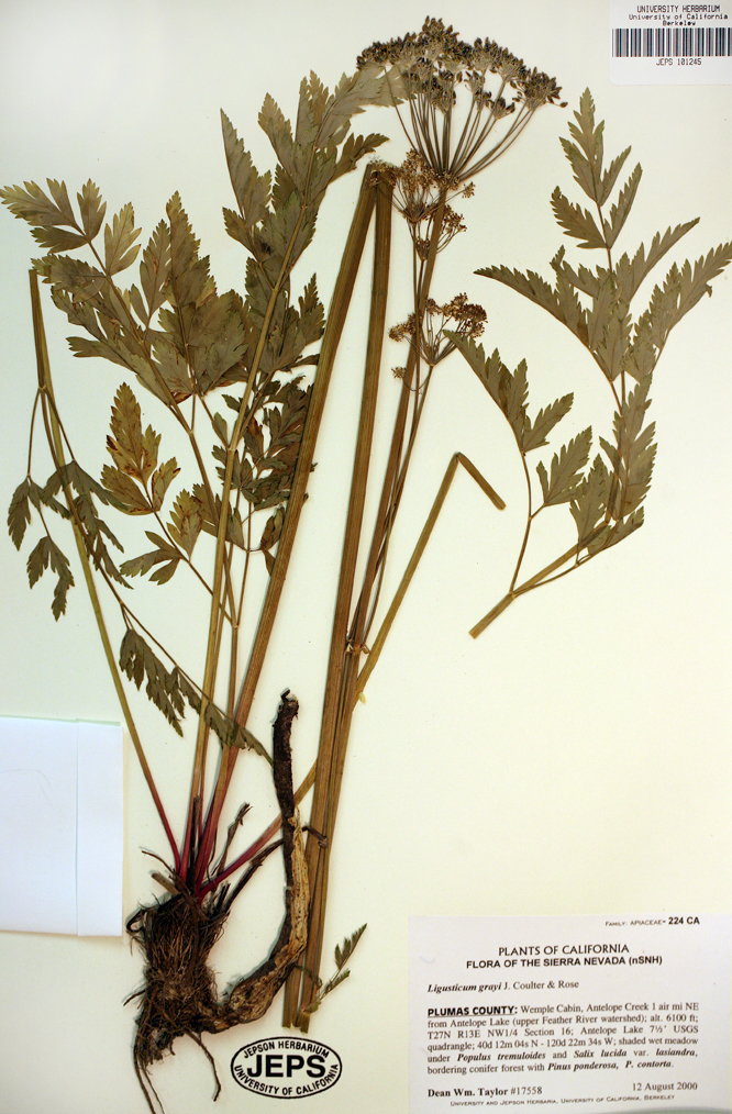 Image of Gray's licorice-root