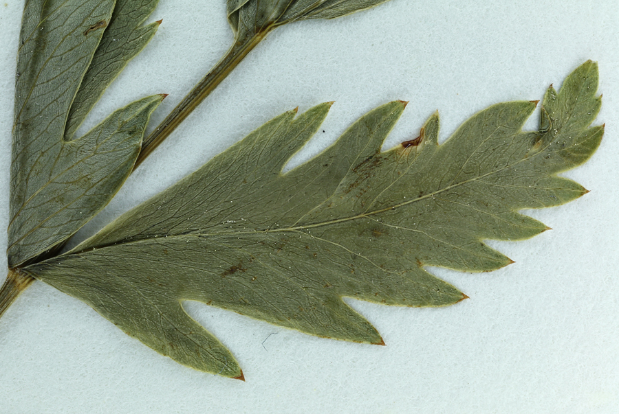 Image of Gray's licorice-root