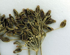 Image of Gray's licorice-root