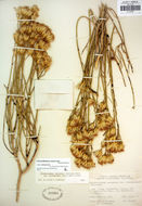 Imagem de Ericameria nauseosa var. leiosperma (A. Gray) G. L. Nesom & G. I. Baird
