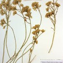 Image de Ericameria nauseosa var. mohavensis (Greene) G. L. Nesom & G. I. Baird