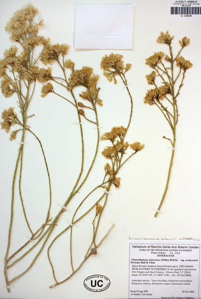 Imagem de Ericameria nauseosa var. mohavensis (Greene) G. L. Nesom & G. I. Baird
