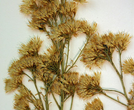 Image of Ericameria nauseosa var. mohavensis (Greene) G. L. Nesom & G. I. Baird