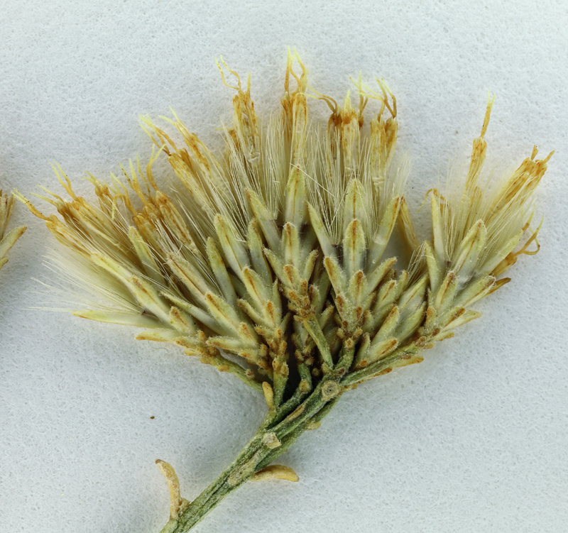 Image of Ericameria nauseosa var. mohavensis (Greene) G. L. Nesom & G. I. Baird