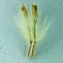 Image of Ericameria nauseosa var. mohavensis (Greene) G. L. Nesom & G. I. Baird