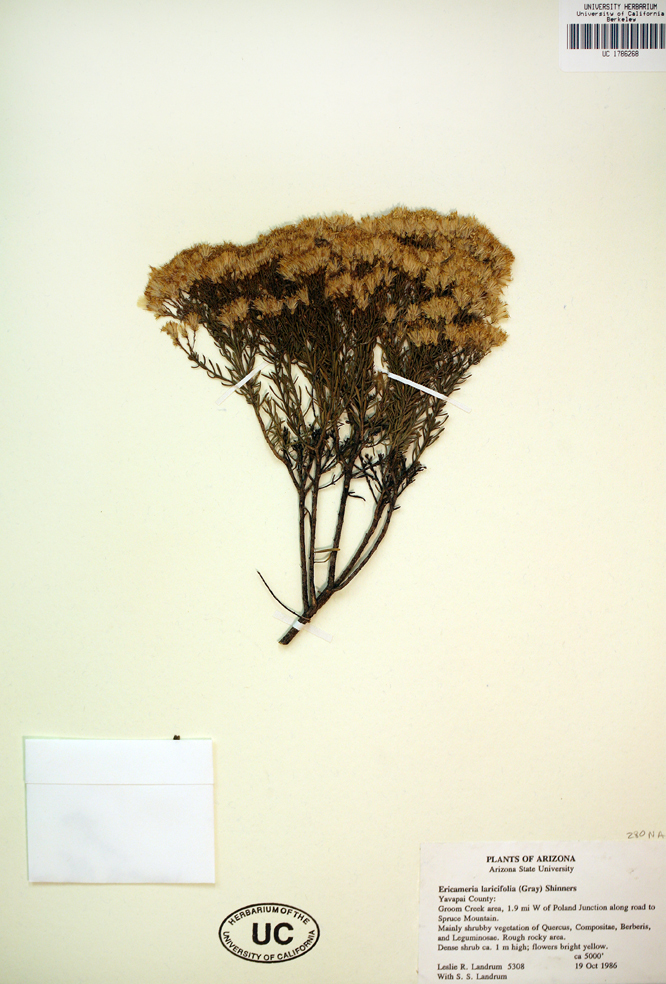 Image of turpentine bush