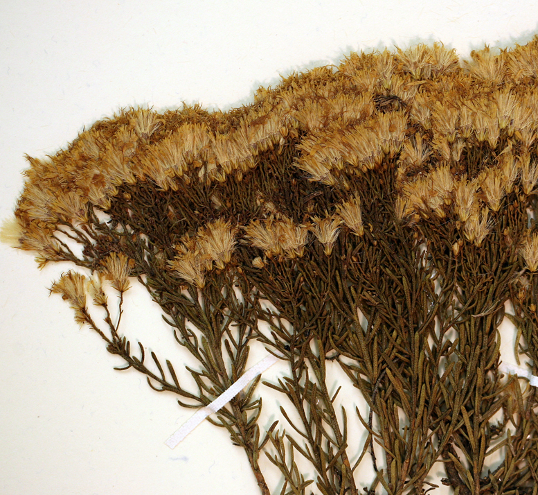 Image of turpentine bush