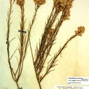 Image de Ericameria nauseosa var. oreophila (A. Nels.) G. L. Nesom & G. I. Baird