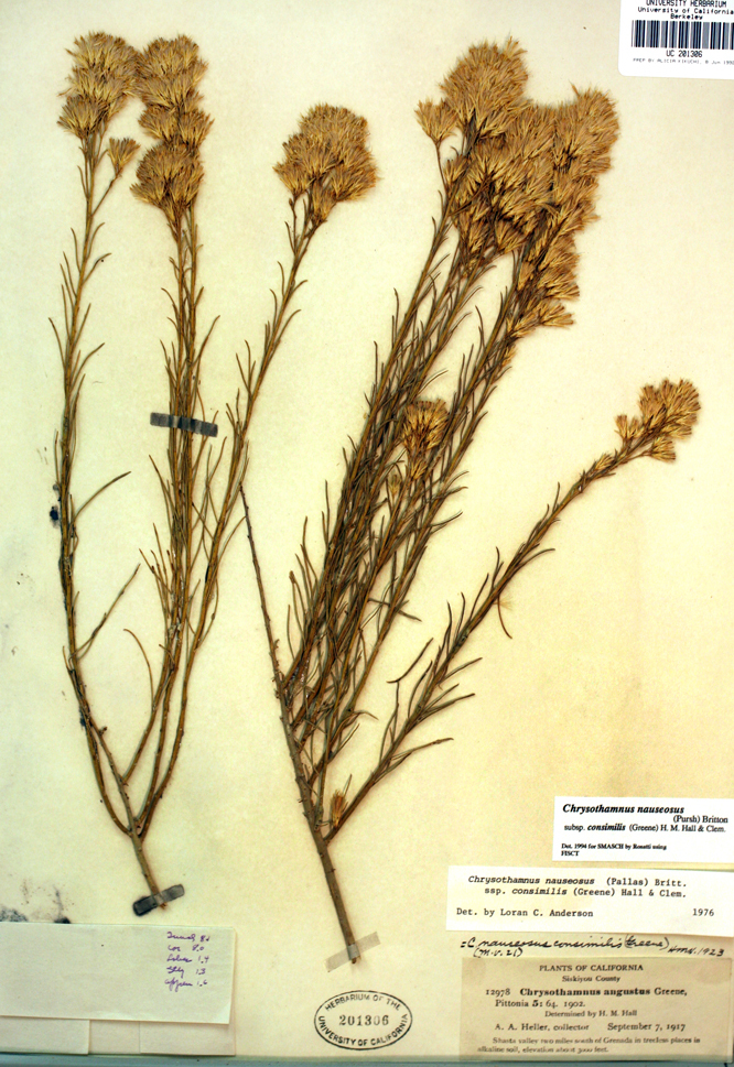 Image of rubber rabbitbrush