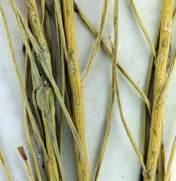 Image of rubber rabbitbrush