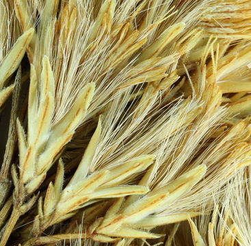 Image of rubber rabbitbrush