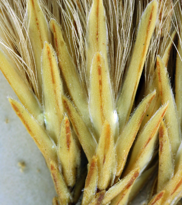 Image of rubber rabbitbrush