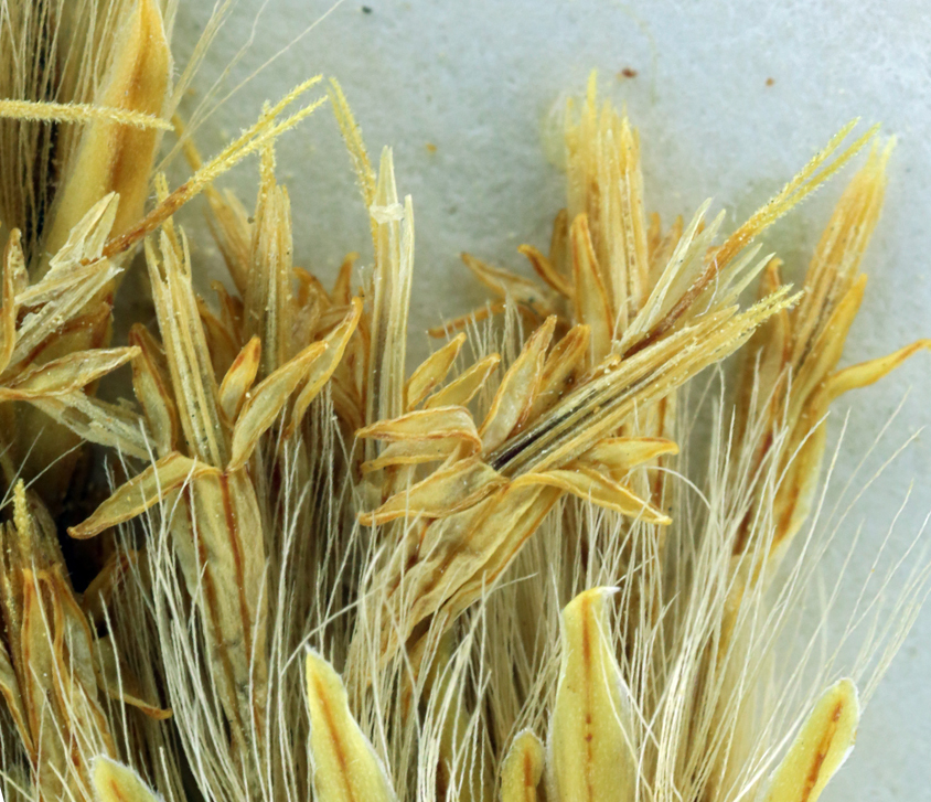 Image of rubber rabbitbrush