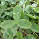 Image of Hungarian clover