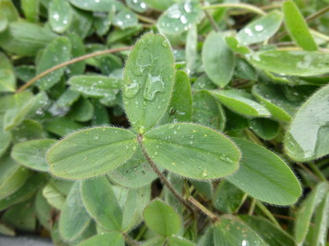 Image of Hungarian clover