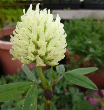 Image of Hungarian clover