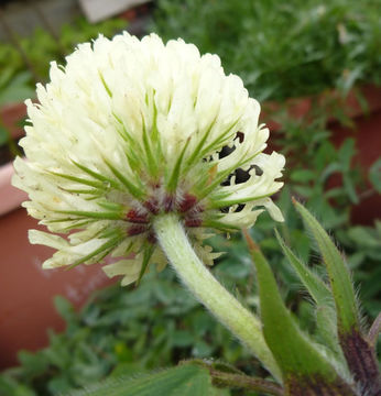 Image of Hungarian clover