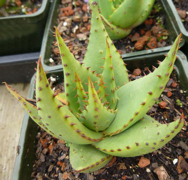 Image of Aloe broomii Schönland