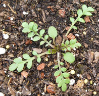 Image of bird's-eye gilia