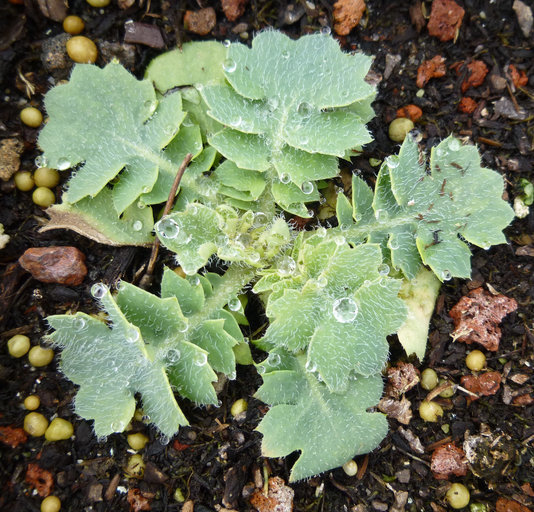 Image of Yellow Horned Poppy