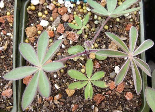 Sivun Lupinus latifolius subsp. parishii (C. P. Sm.) P. Kenney & D. B. Dunn kuva