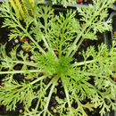 Image of Spanish fennel