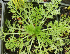 Image of Spanish fennel