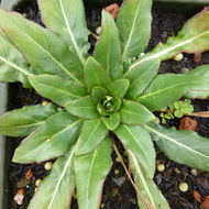 Image of Oenothera versicolor Lehm.