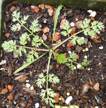 Imagem de Orlaya grandiflora (L.) Hoffm.