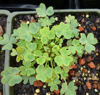 Image of Oxalis squamata Zucc.