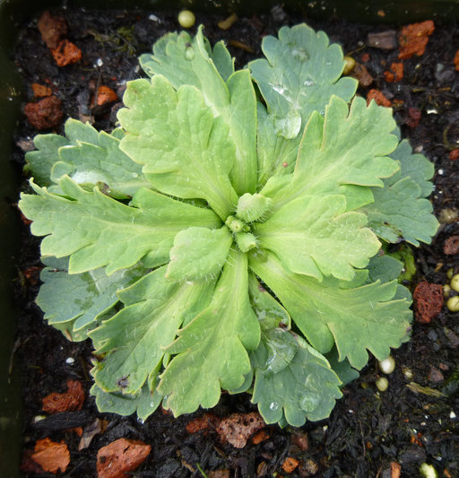 Image of Papaver atlanticum (Ball) Cosson