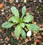 Image of large white petunia