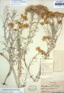 Image of Ericameria nauseosa var. hololeuca (A. Gray) G. L. Nesom & G. I. Baird