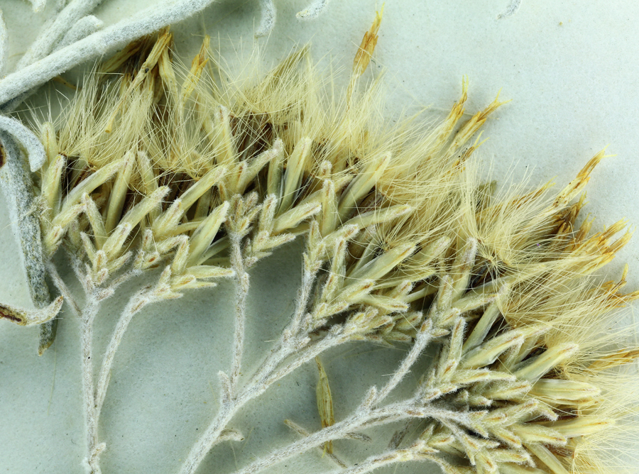 Image de Ericameria nauseosa var. hololeuca (A. Gray) G. L. Nesom & G. I. Baird