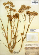 Image de Ericameria nauseosa var. ceruminosa (Durand & Hilg.) G. L. Nesom & G. I. Baird