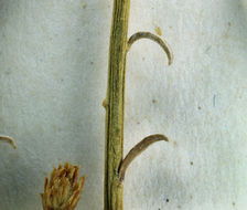 Image of Ericameria nauseosa var. ceruminosa (Durand & Hilg.) G. L. Nesom & G. I. Baird