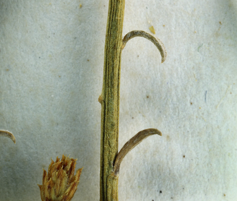 Image of Ericameria nauseosa var. ceruminosa (Durand & Hilg.) G. L. Nesom & G. I. Baird